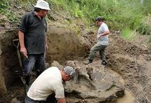 INCUAPA de Sociales analiza los restos de un Gliptodonte