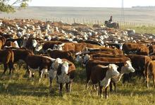 FCV capacita en control de parásitos internos en bovinos